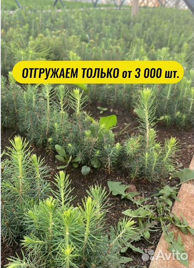 Сеянцы сосны зкс от производителя
