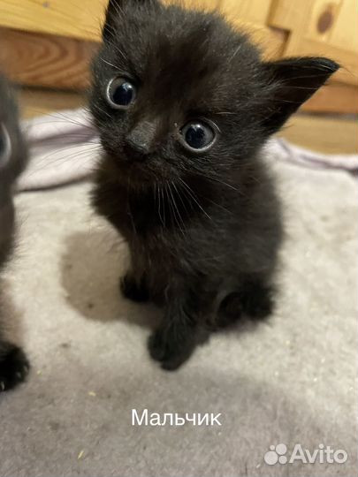 Котята в добрые руки бесплатно