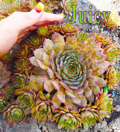 5.Сортовые Суккуленты Молодило.Каменные розы