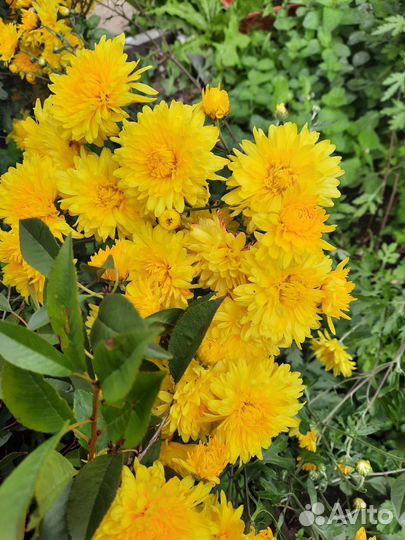 Хризантема