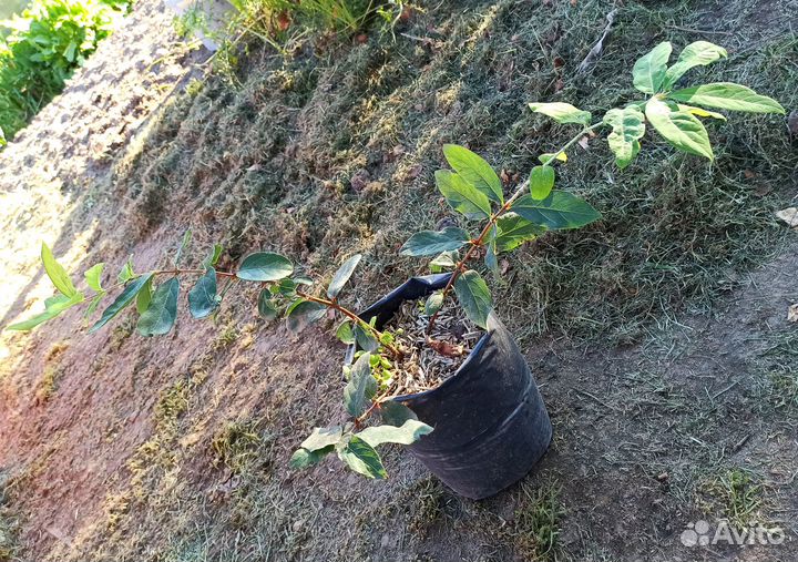 Жимолость, ежевика, смородина, крыжовник