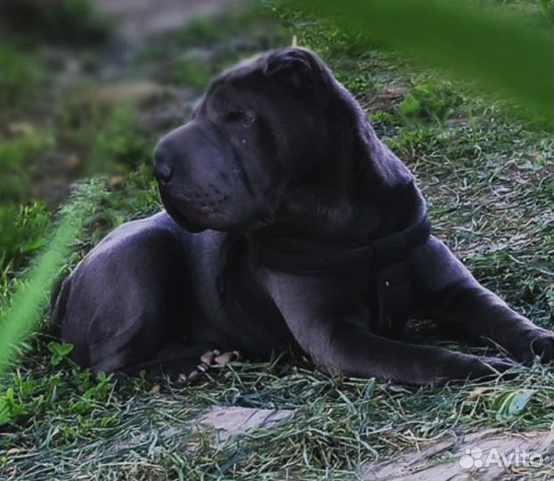 Вязка собак шарпей ищем мальчика