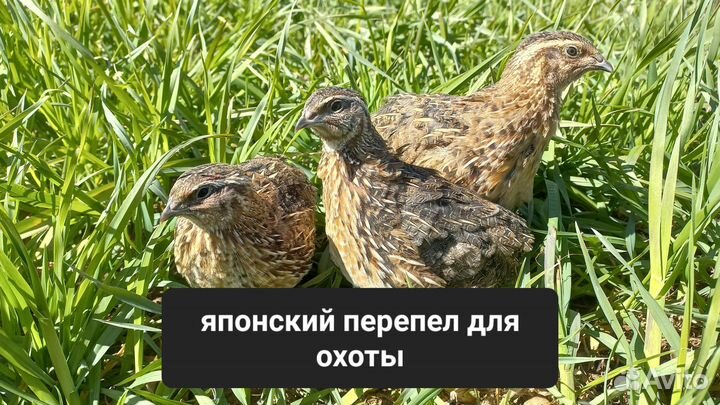 Перепел для охоты и для корма животным