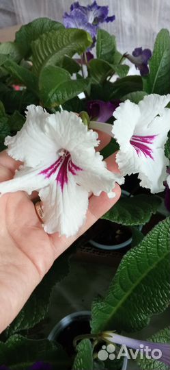 Стрептокарпус