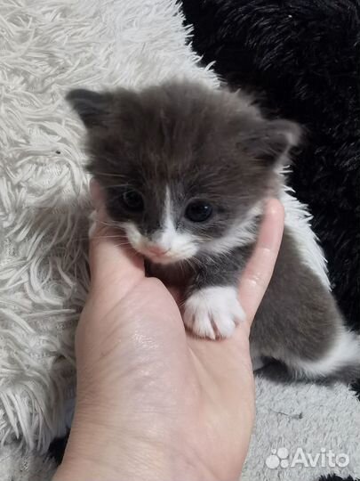 Котята в добрые руки бесплатно