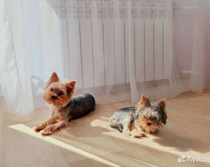 Передержка собак и кошек. Выгул собак. Зооняня