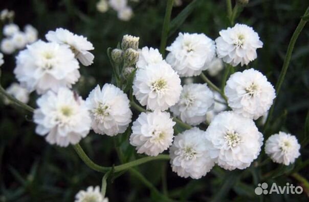 Садовые многолетники - арункус, ирис японский