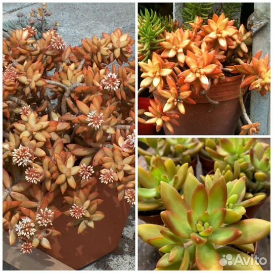 Эхеверии, эчеверии