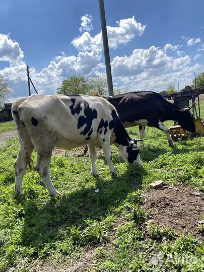 Коровы дойные молочные голштинской породы
