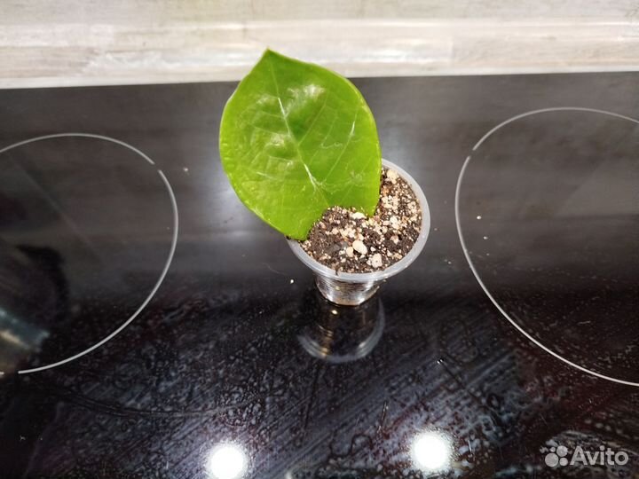 Замиокулькас