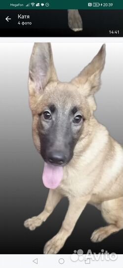 Русская гончая