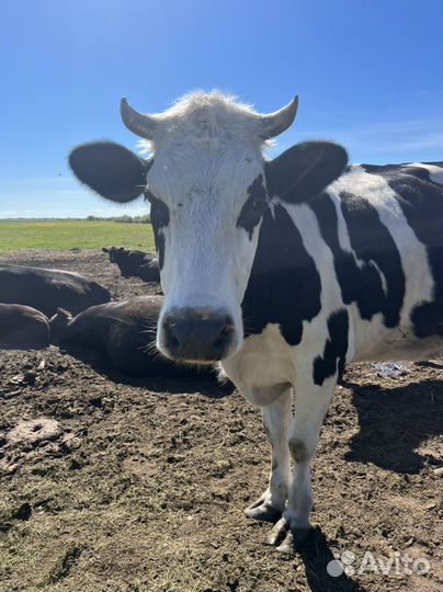 Корова первотелка