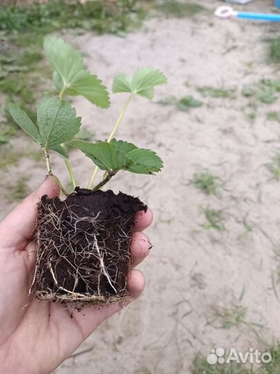 Рассада клубники