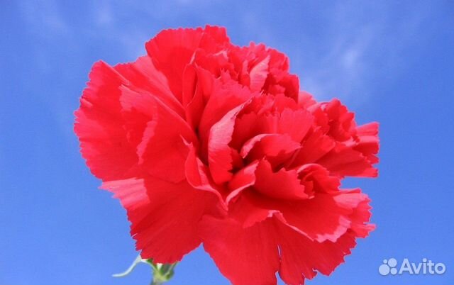 Красные гвоздики. Доставка