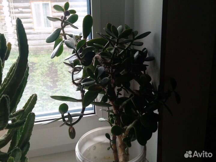 Денежное дерево