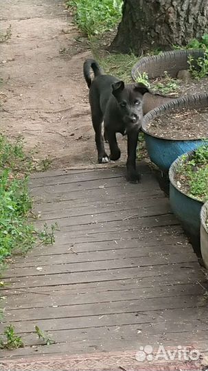 Отдам бесплатно щенки