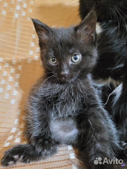 Отдам кошечку 1 месяц, к лотку приучена