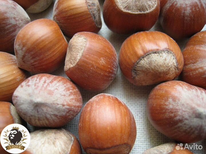 Фундук оптом