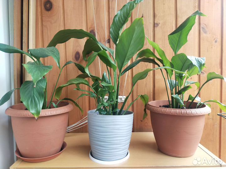 Спатифилиум