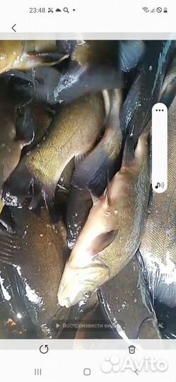 Живая рыба карп и линь