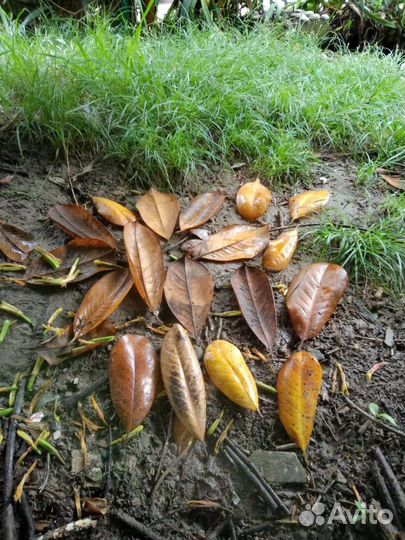 Кора пробкового дуба, лианы, корни, ветви, бамбук