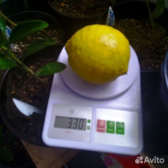 Цитрусовые растения в квартиру и дом