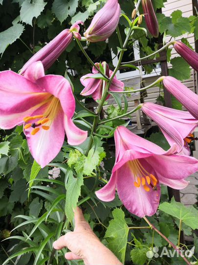 Лилии цветущие (луковицы)