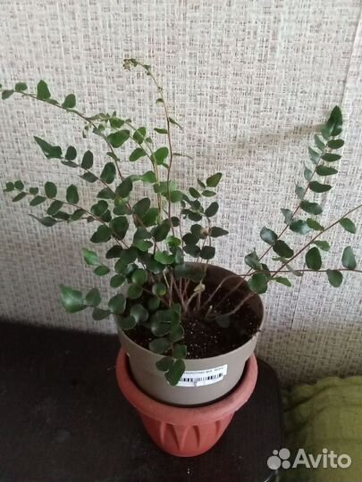 Папоротники