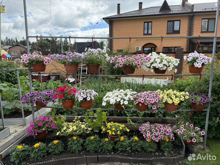 Петунии ампельные сортовые в кашпо