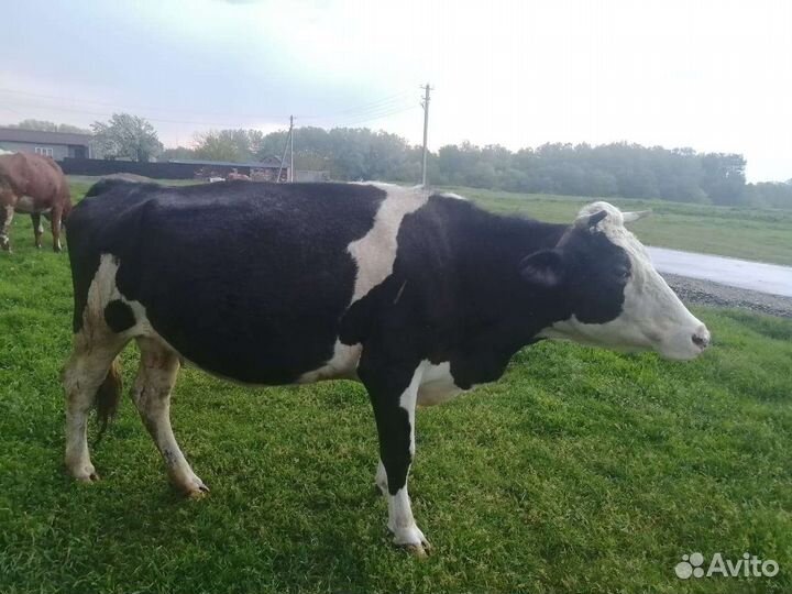 Коровы дойные молочные