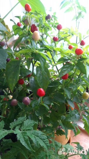 Перец комнатный острый