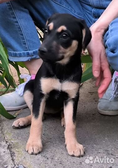 Щенки отдам в добрые руки