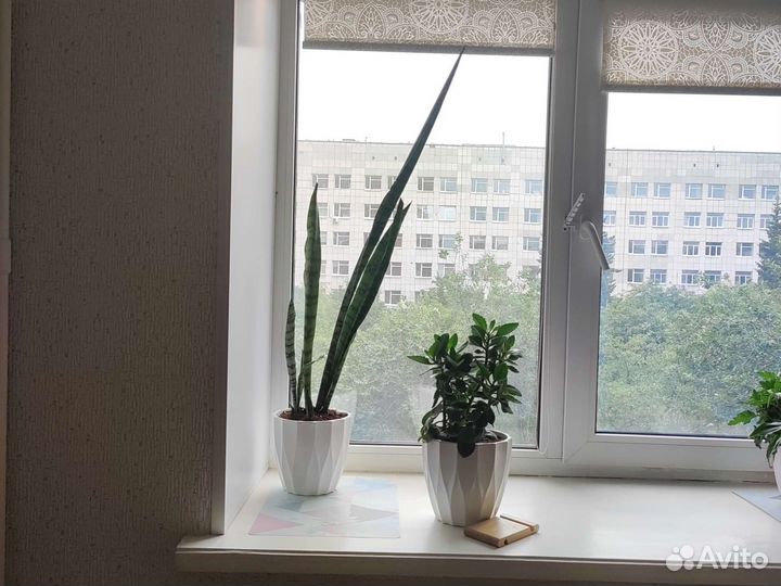 Сансевиерия щучий хвост