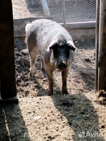 Хряк Мангалицы