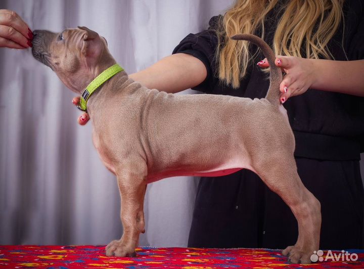 Щенки тайского риджбека