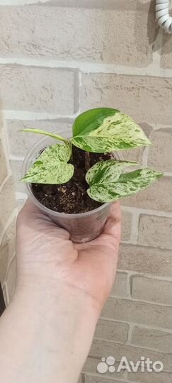 Комнатные растения цветы