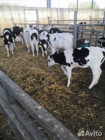 Телята мясной породы