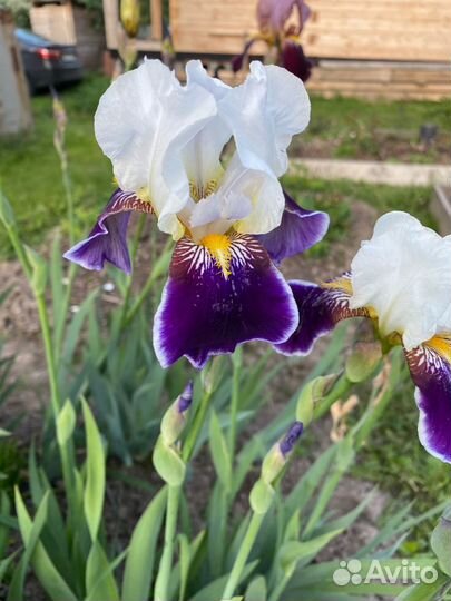Ирисы бородатые сортовые