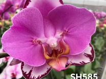 Орхидеи сортовые