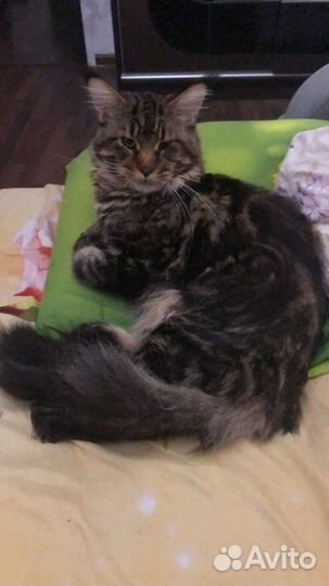 Мейн-кун вязка