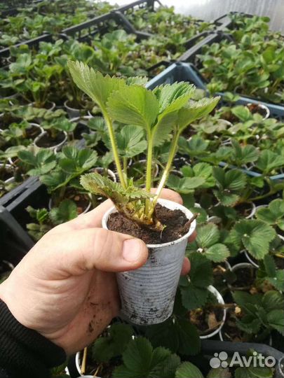 Рассада зкс клубники