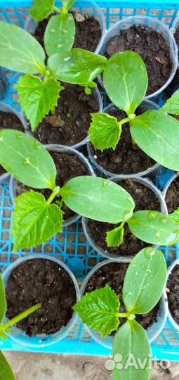 Рассада огурцов