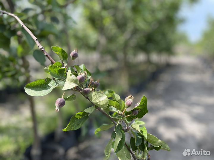 Саженцы многолетники