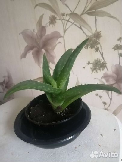 Алоэ вера цветы