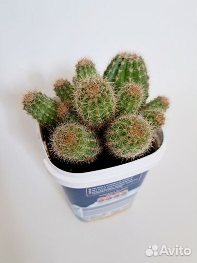 Кактус эхинопсис