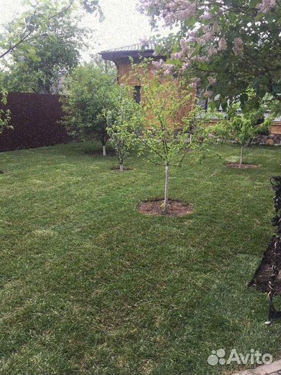 Укладка рулонного газона элитный