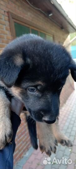 Немецкая овчарка