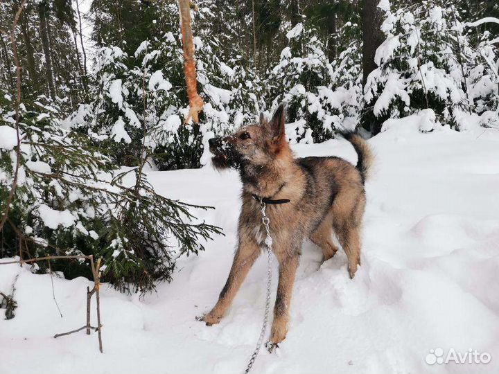 Хороший пёсик в добрые руки