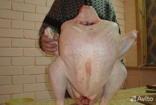 Индюшата Хайбрид Конвертер