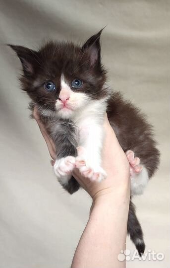 Котята Мейн-кун полидакт